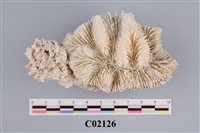 藏品(珊瑚化石)的圖片